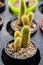 High angle view of a potted cactus with defocus background.