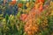 High-angle view of the river valley of the National Park in autumn. Colourful outdoor scene