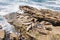 High Angle View of Sea lion Lying on Rocks