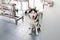 High angle view of Siberian husky sitting at veterinary clinic