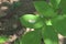 High angle view of a small white moth on the leaf surface of a quick stick plant