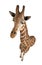 High angle view of Somali Giraffe