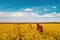 High angle view of two farm workers examining crops in blooming rapeseed field on bright sunny spring day