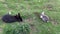 High angle view of two rabbits on field