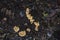 High angle view of wild poisonous mushrooms growing on the ground covered in leaves and raindrops