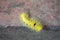 High Angle View of  A Yellow Calliteara Horsfieldii Caterpillar