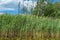 High aquatic green natural beautiful plants bushes grass reeds against the backdrop of the river bank and blue sky