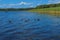 High aquatic green natural beautiful plants bushes grass reeds against the backdrop of the river bank and blue sky