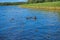 High aquatic green natural beautiful plants bushes grass reeds against the backdrop of the river bank and blue sky