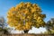 High autumn maple tree with yellow leaves