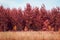 High autumn pines grow under the blue sky