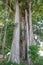 High beautiful banyan tree in the park at the tropical island