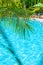 High, beautiful palm trees rostut poolside, around a luxury hotel. tropics asia
