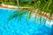 High, beautiful palm trees rostut poolside, around a luxury hotel. tropics asia