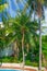 High, beautiful palm trees rostut poolside, around a luxury hotel. tropics asia