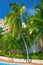 High, beautiful palm trees rostut poolside, around a luxury hotel. tropics asia