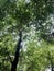 High and beautiful tree growth in a powerful and large forest