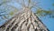 High birch tree with thick bark and long thin branches