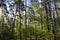 High birch trees in the forest. Russian forest. Moscow region