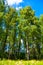 High birch trees with green foliage