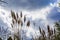 High blooming grass with a blue sky and clouds, nature and agriculture background