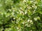 High blueberry, Vaccinium corymbosum, shrub blooming