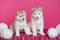 High bred adorable Siberian Husky puppies