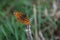 High Brown Fritillary Argynnis adippe orange butterfly