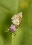 High Brown Fritillary Butterfly