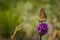 High Brown Fritillary butterfly on knapweed