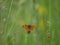 A  high brown fritillary at the top of a flower