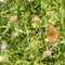 High brown frittillary butterfly -Fabriciana adippe - on Alpine summer meadow in mountains of South Tyrol