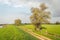 High budding trees along a sand road