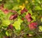 High Bush Cranberry Plant