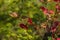 High Bush Cranberry Plant