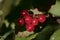 High Bush Cranberry Plant