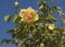 High Bush of yellow roses on a blue sky background.