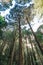 High Cedar trees that look from below in the forest in Alishan National Forest Recreation Area in Chiayi County, Alishan Township