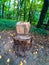 High chair made of wood in the forest.