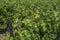 High close-up view of a French vineyard