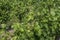 High close-up view of a French vineyard