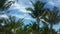 High coconut trees in the sunny tropic isolated on the sky background