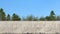 A high concrete wall or fence against a background of trees and clear sky. Solid long wall with copy space. Closed Private Area.