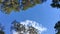 High coniferous trees against the sky. Bialowieza Forest.