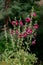 High contrast blooming red hollyhock against a dark background