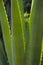 High contrast close-up view of long aloe plant leaves