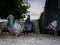 High contrast colour shot of pigeons feeding.