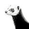 High Contrast Ferret Illustration By Drhaugh: Realistic Minimalistic Portraits With Intense Gaze