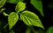 High contrast photo of some green raspberry fruit leaves with a dark background. Medicine or nature themed