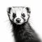 High-contrast Realism: Ferret Drawing On White Background